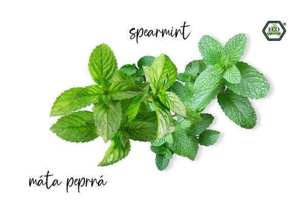 Natasha Sada Difuzér do auta + olej Mint Mint