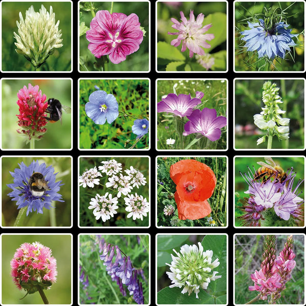 Kvetinové bomby - mini darčeková sada (4 ks)