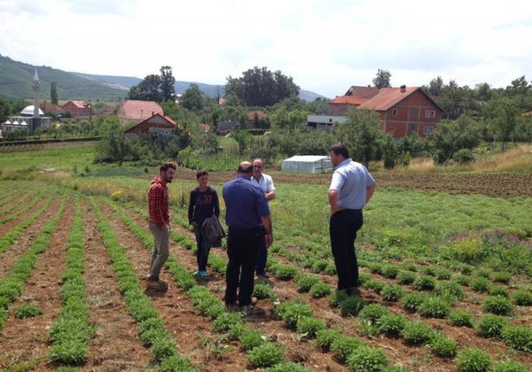 Sonnentor Contryhel loose <tc>BIO</tc> (40 g)