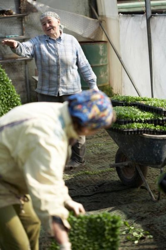 Sonnentor Contryhel loose <tc>BIO</tc> (40 g)